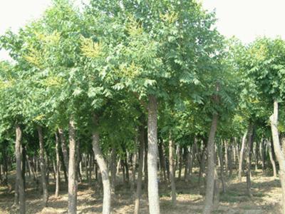 25公分骨架栾树-湖南栾树供应基地