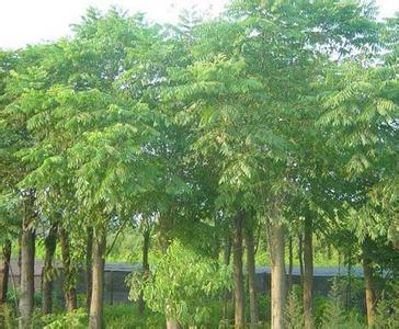 23公分全缘叶栾树-黄山栾树