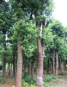 33公分杀头香樟树-杀头香樟价格