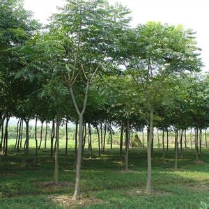 15公分直径栾树-直径栾树基地