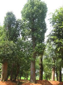 40公分移栽香樟树-湖南香樟树