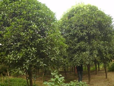 24公分桂花树-湖南移栽桂花树